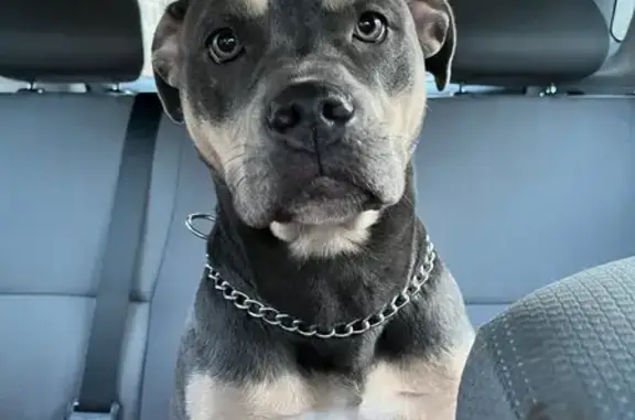 Found Собака, Female, Euclid A...