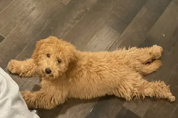 Lost Собака, Apple Lane, 25, Colchester - Brown mini golden doodle named Murphy - photo
