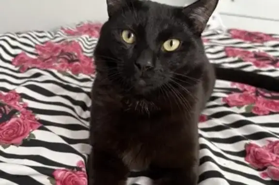 Lost cat, male, Newark - black with white collar - photo