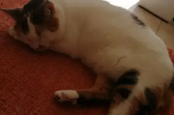 Chatte craintive perdue à La Mézière - photo