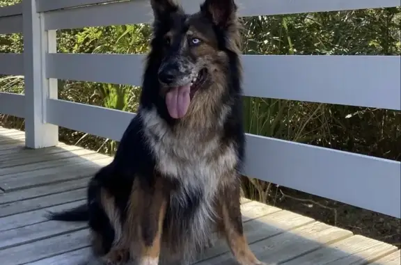 Lost Собака, Hams Woods Lane, 4077, Greenville, Charlotte - one blue, one brown eye - photo