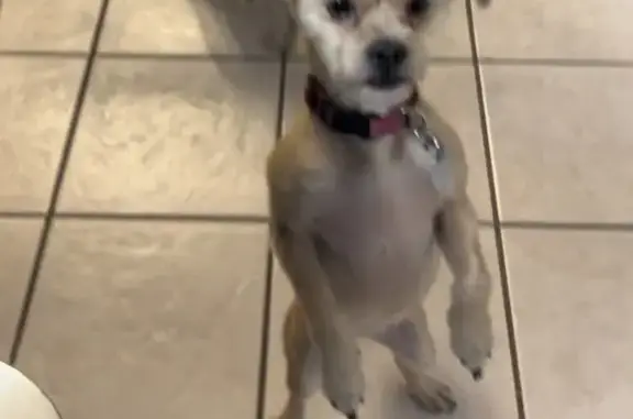 Missing dog North Little Rock, photo: Lost Собака, Female, Sherwood, Arkansas - Golden Shorky with pink collar