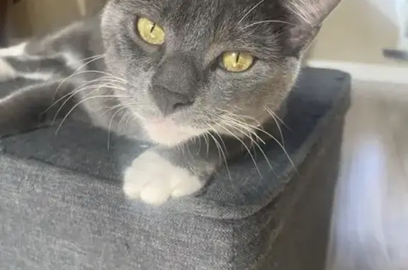 Lost Кошка, Pond Spring Way, 2121, Orange Park, Jacksonville - short hair gray tuxedo - photo