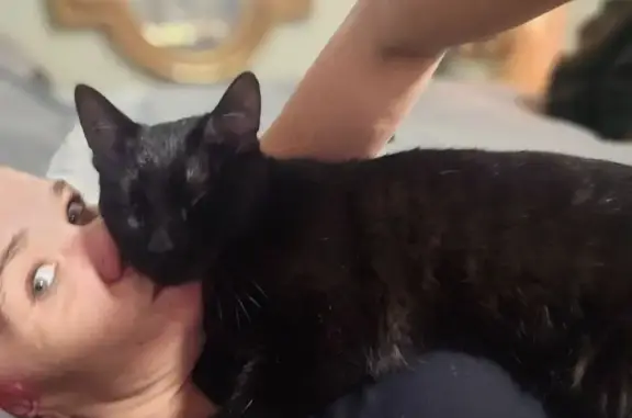 Lost Male Cat, Meadowview Road, 2777, Sacramento - all black and very vocal - photo