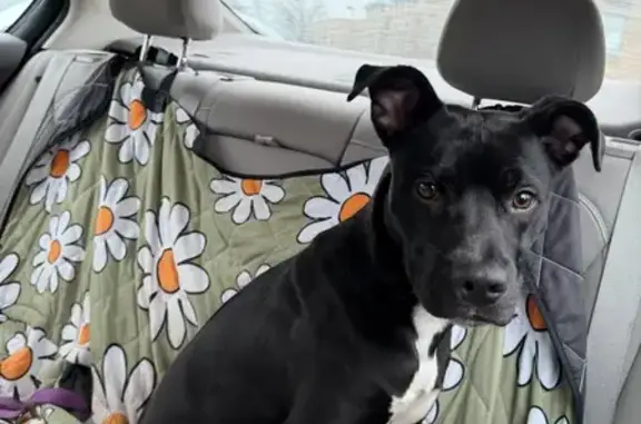 Found Собака, Male, California...