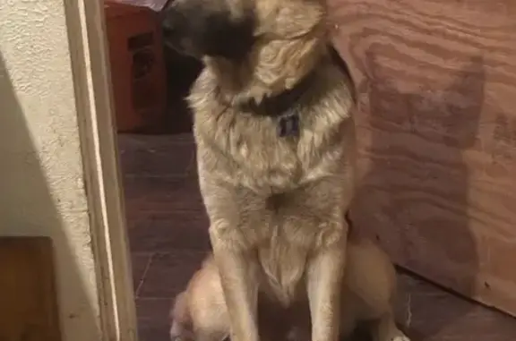 Lost Собака, Ambrose Drive, 42...