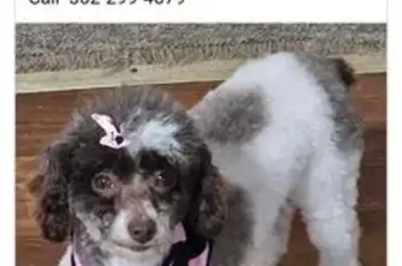 Lost Собака, Holiday Lake Road...