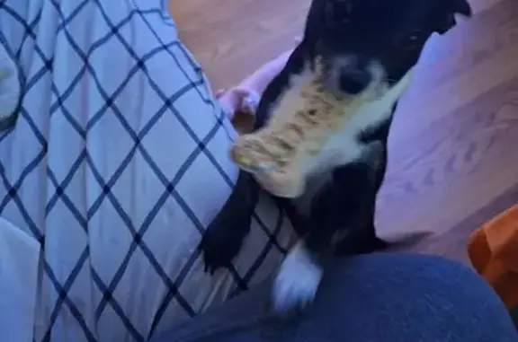 Lost Собака, Howell, Michigan...