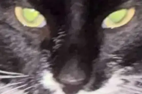 Lost Кошка, Hedgesville, West Virginia - black and white tuxedo - photo