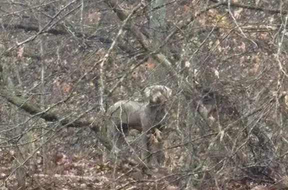 Found Собака, Mark L McHenry P...