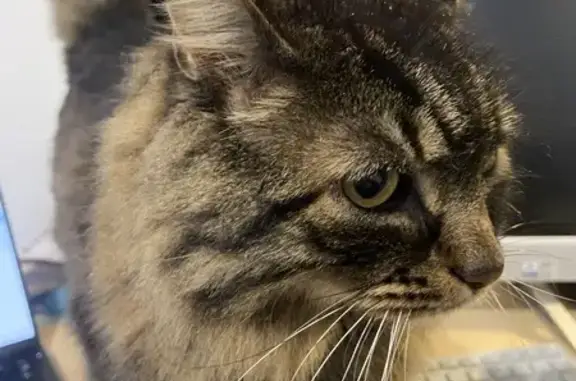 Animaux perdus , photo: Chat tigré perdu, Rue des Prés, Loupershouse