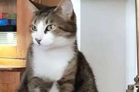 Chat mâle tigré disparu à Lécousse - photo