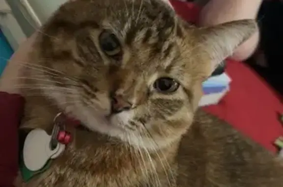 Missing cat Waterloo, photo: Lost Кошка, Independence Avenue, 1131, Waterloo - pink collar with bell