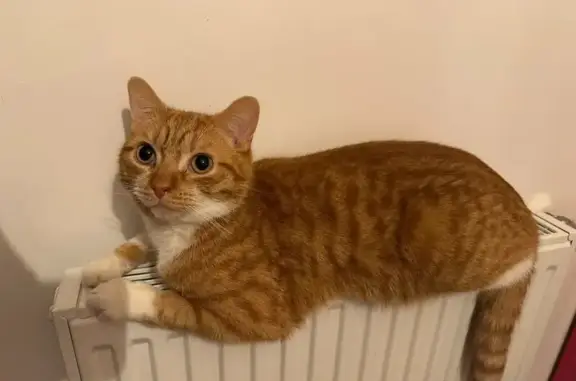 Animaux perdus Pleuven, photo: Chat roux perdu, gorge et pattes blanches