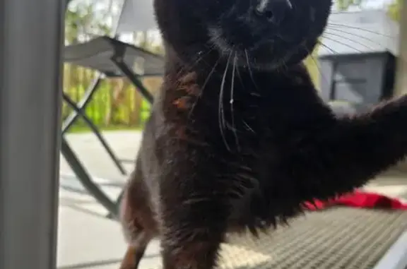 Chat trouvé Bouguenais, photo: Chat noir trouvé à Bouguenais