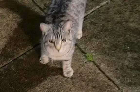 Chat perdu, Saint-Martin-d'Auxigny, photo: Chat sociable disparu à Saint-Martin-d'Auxigny