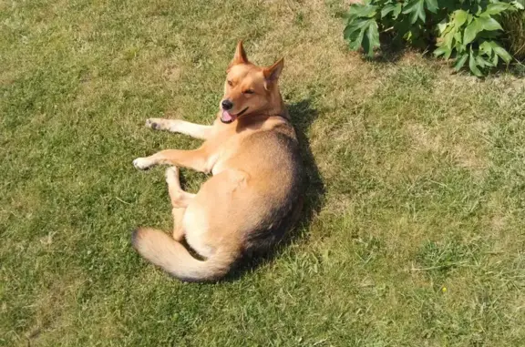 Chien perdu Challans, photo : Chien perdu près du cinéma à Challans