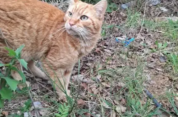 Animaux trouvés Velaux, photo: Chat roux mâle trouvé, collier bleu clochette