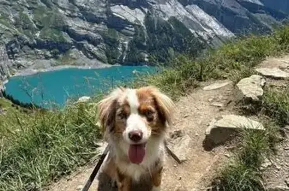 Chien rouge merle perdu à Souffelweyersheim - photo