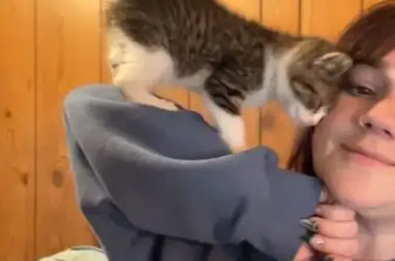 Missing cat Milledgeville, photo: Lost Кошка, South Elbert Street, 800, Milledgeville - tabby, around 4 months old