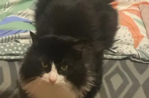 Chat perdu, , photo: Chat noir et blanc perdu à Domérat