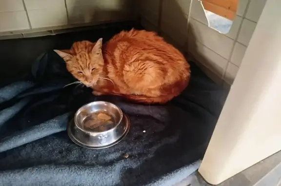 Gato encontrado , foto: Gato Castrado con Collar Rojo en Palomares