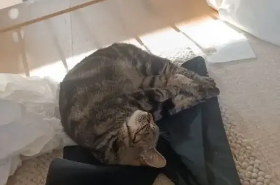 Chatte tigrée gestante disparue à La Cadière - photo