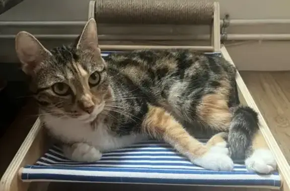 Animaux perdus Saint-Quentin, photo: Chatte tricolore perdue à Saint-Quentin