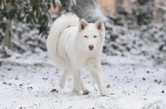 Husky blanche perdue à Marmande - photo