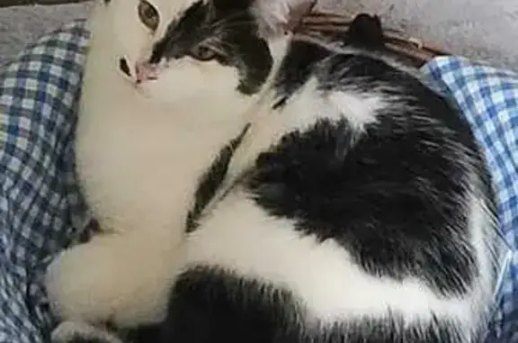 Animaux trouvés Asnières-sur-Seine, photo: Chat perdu noir et blanc, 9 mois, Asnières