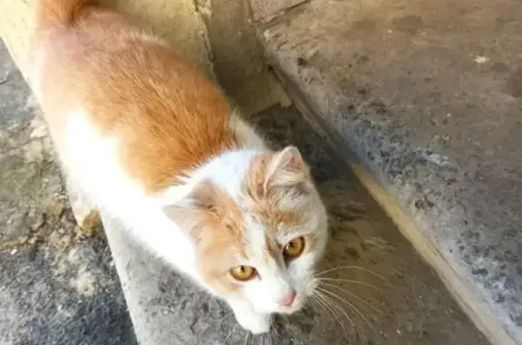 Знайдена рижо-біла кішка в Пол...