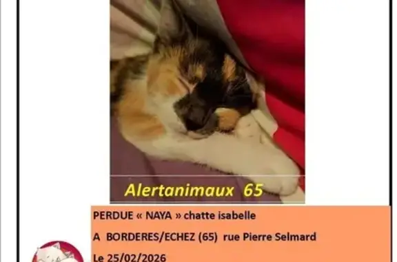 Animaux perdus , photo: Chaton isabelle disparu à Bordères-sur-l'Échez