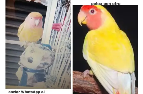 Agapornis Hembra Perdida en Radazul