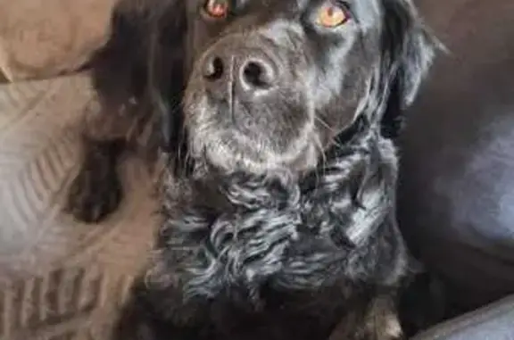 Animaux perdus , photo: Chien croisé épagneul perdu à Montigny