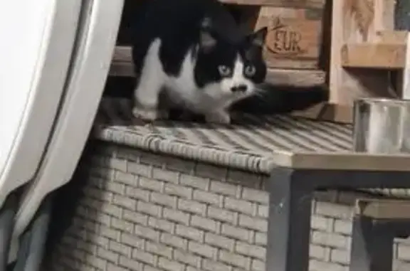 Animaux trouvés Missillac, photo: Chat trouvé Fille, Missillac (ff585404)