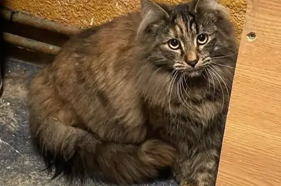 Animaux perdus Feurs, photo: Chat disparu Fille, Feurs (fl585406)