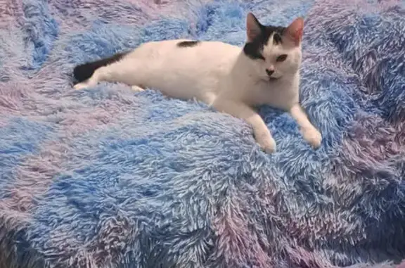 Chat disparu Garçon, Rouen (fl585407) - photo
