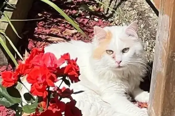 Perdu chat homme, Rue d'Oradour-sur-Glâne, Schiltigheim - blanc avec taches rousses - photo