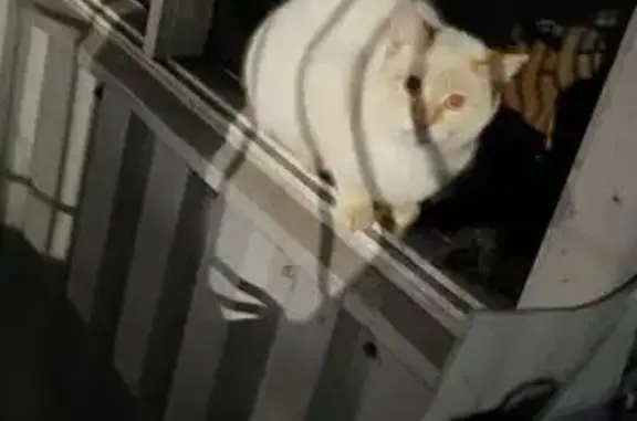 Знайдено сіамську кішку на вул...