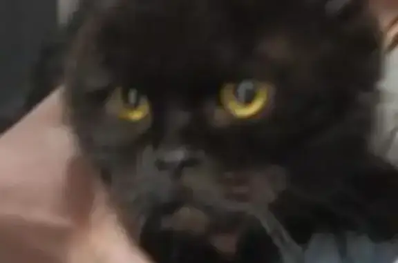 Знайдена весловуха британка: д...