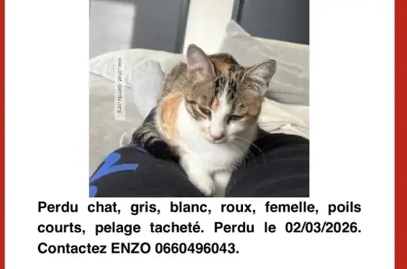 Chat perdu, Dijon, photo: Perdu chat femelle, Rue Balzac, 51, Dijon - petite chatte 3 couleurs
