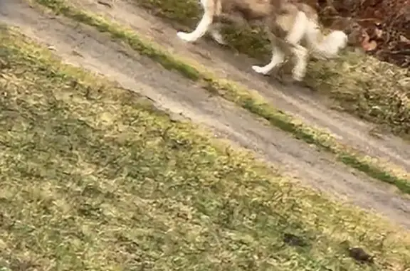 Found Собака, East Park Avenue...