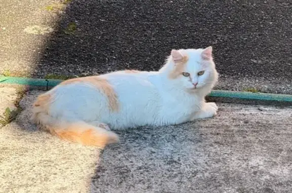 Perdu chat mâle, Rue d'Oradour-sur-Glâne, 22, Schiltigheim - petit cœur et blanc avec des taches roux - photo