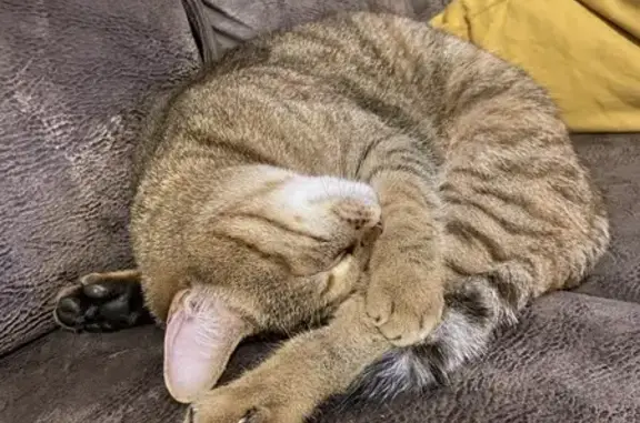 Animaux perdus Paris, photo: Perdu chat femelle, Impasse du Petit Parc, Saintes, Paris - marron tigrée avec du blanc