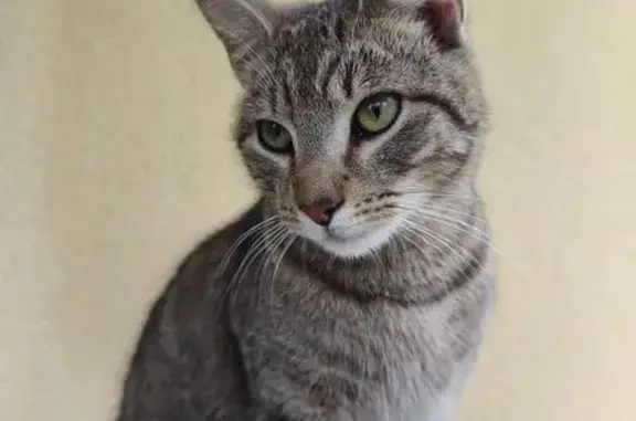 Animaux trouvés Carhaix-Plouguer, photo: Trouvé chat mâle, Route de Lannouennec, Carhaix-Plouguer - type Européen tigré