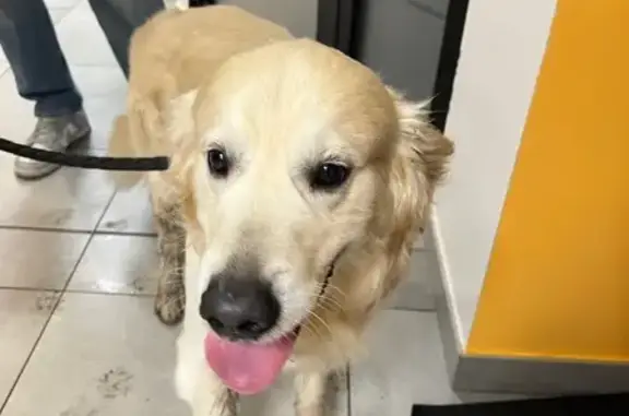 Chien trouvé Paris, photo: Trouvé chien mâle, Pavé du Bas chemin, Bondues, Paris - Golden retriever beige