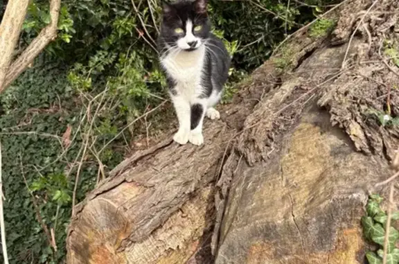 Chat trouvé Grigny, photo: Trouvé chat, N7, 63-75, Grigny - blanc et noir, très sociable