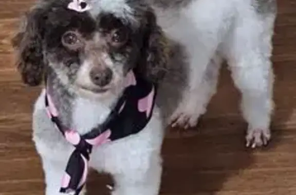 Lost Собака, Holiday Lake Road...