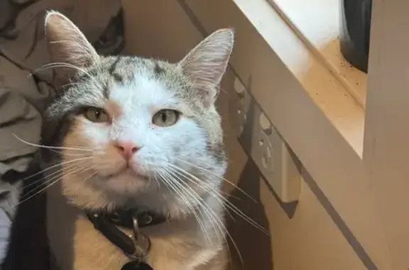 Lost Cat: White with Brown & Grey Patches