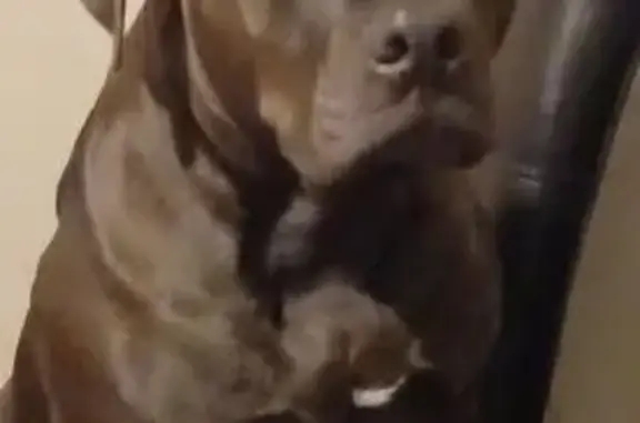 Missing dog Passaic, photo: Lost Собака Female, 20th Street North, 3165, Arlington - dark chocolate color missing a half of her ear